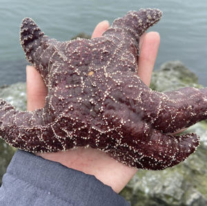 Meet your Posher, Raven